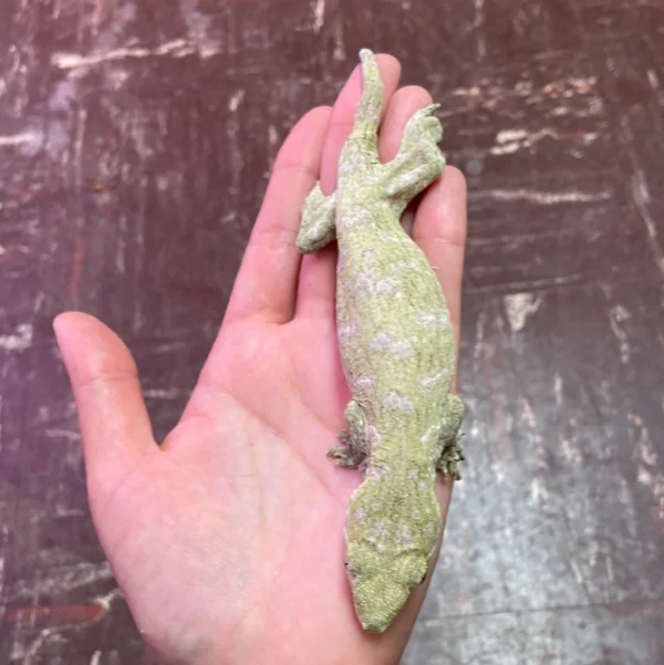 Where To Order Leachianus Gecko Online Where To Order Leachianus Gecko Online