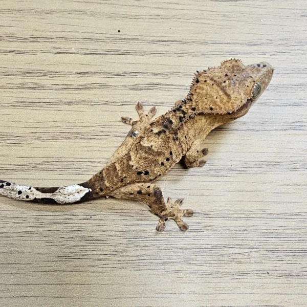 Tiger Superdalmatian Crested Gecko For Sale Tiger Superdalmatian Crested Gecko For Sale