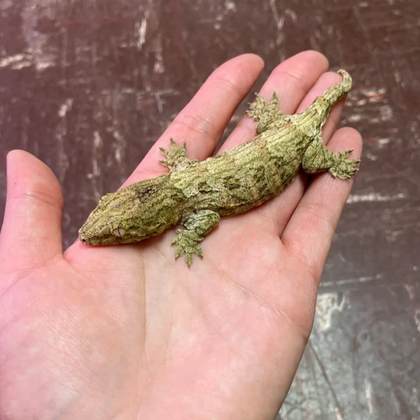 Leachianus Gecko For Sale Leachianus Gecko For Sale