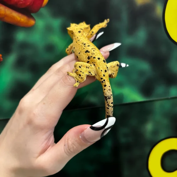 20735780-dded-4dbe-8c56-0227da7bb048 Oilspot Inkspot Superdalmatian Crested Gecko