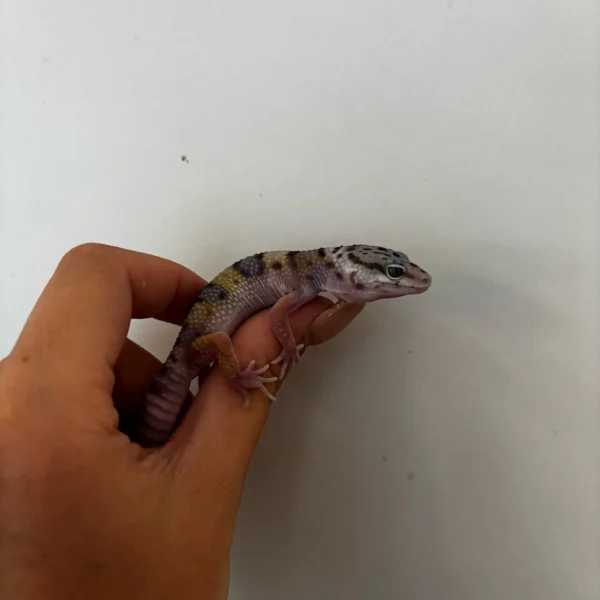 Baby Montanus Leopard Geckos For Sale Baby Montanus Leopard Geckos For Sale