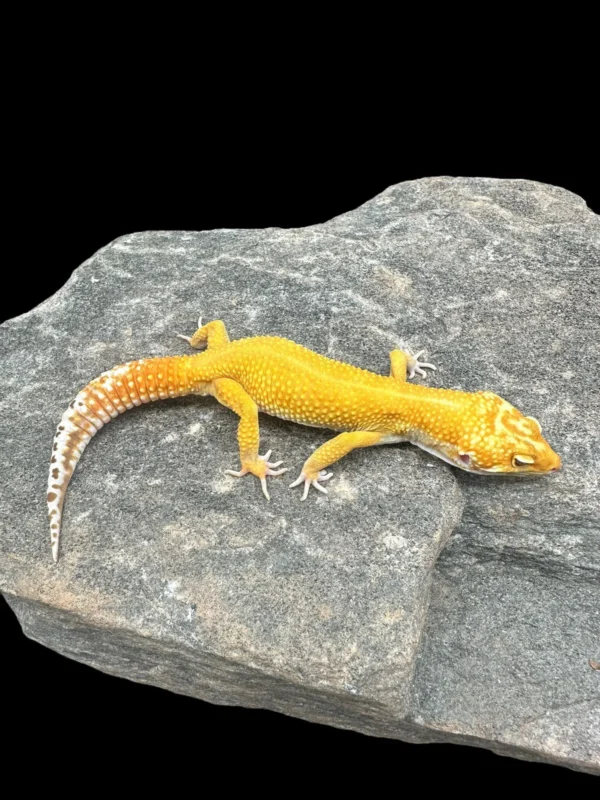 Order Leopard Gecko Online USA Order Leopard Gecko Online USA