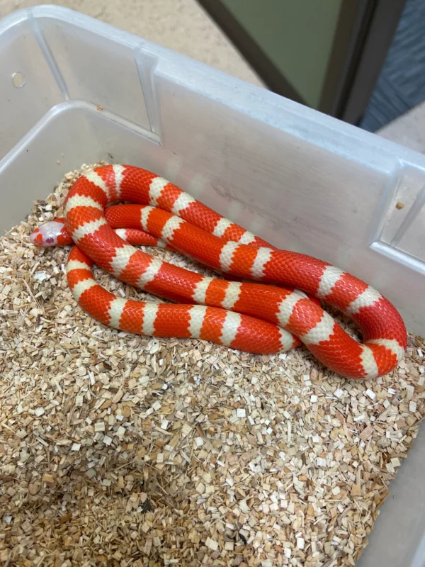 Buy Milksnake Online USA Buy Milksnake Online USA