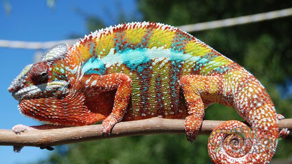 Buy Panther Chameleon Buy Panther Chameleon
