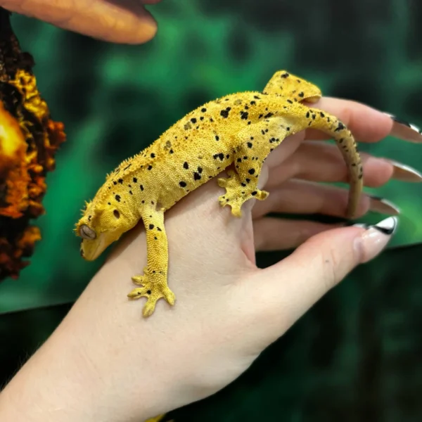 77718226-a447-4147-bb85-19eba4a479ec Oilspot Inkspot Superdalmatian Crested Gecko