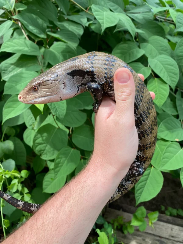 8093028F-4E16-4505-B768-E103C82AA05F_800x Merauke Blue Tongue Skink Adultss (Tiliqua scincoides)