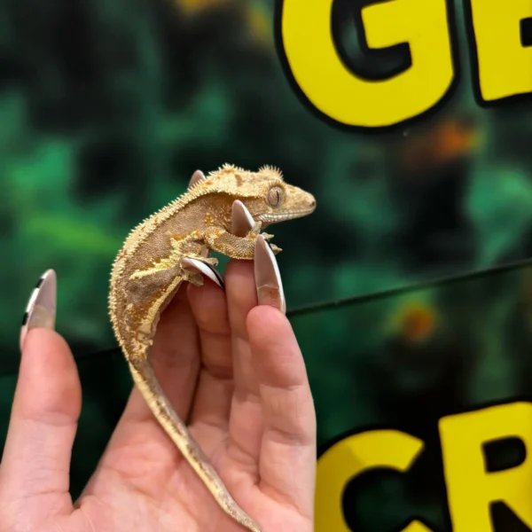 Crested Gecko For Sale Crested Gecko For Sale