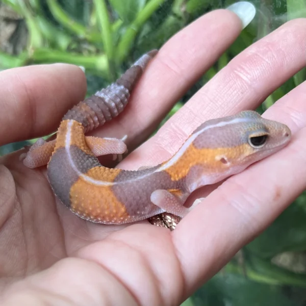 Baby Albino African Fat-Tail Gecko For Sale Baby Albino African Fat-Tail Gecko For Sale