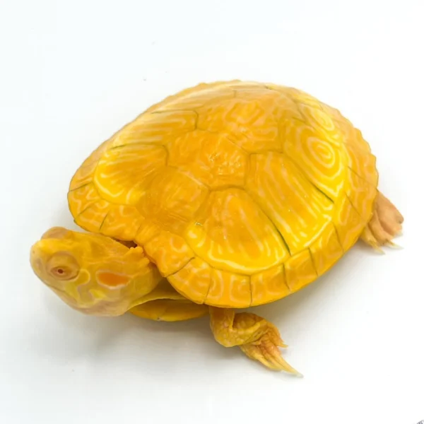Albino Yellowbelly Slider Turtles Albino Yellowbelly Slider Turtles