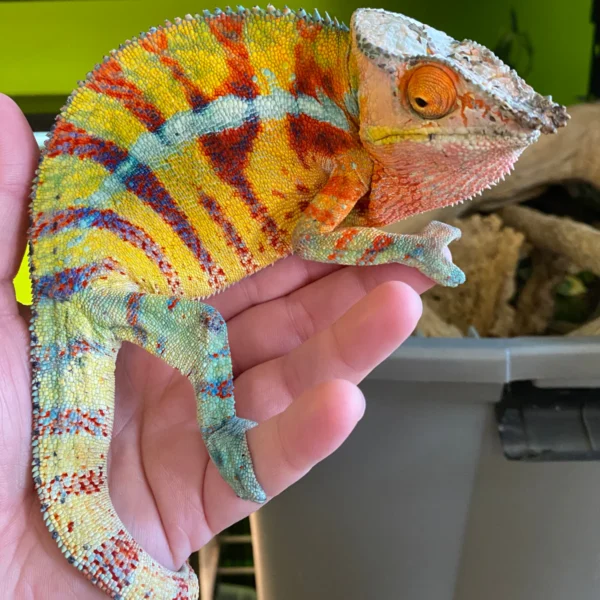 Buy Madagascar Panther Chameleons Buy Madagascar Panther Chameleons