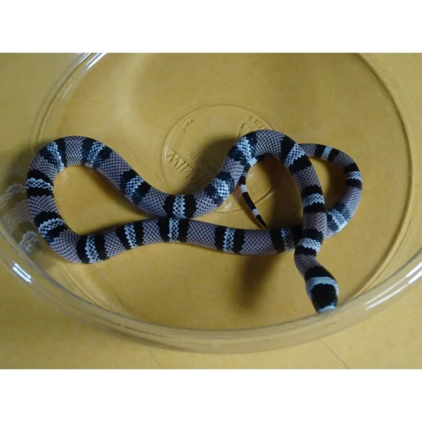 Anerytheristic-Honduran-Milk-baby_000_lg_1_1800x1800 Anery Honduran Milksnakes