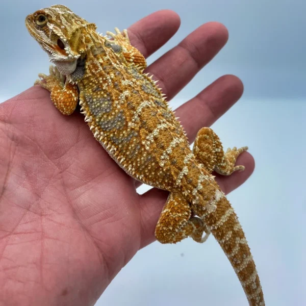 Baby Bearded Dragon for Sale Baby Bearded Dragon for Sale
