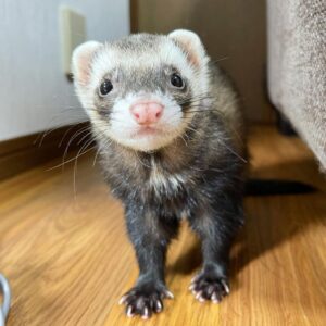 Buy Ferrets Online USA
