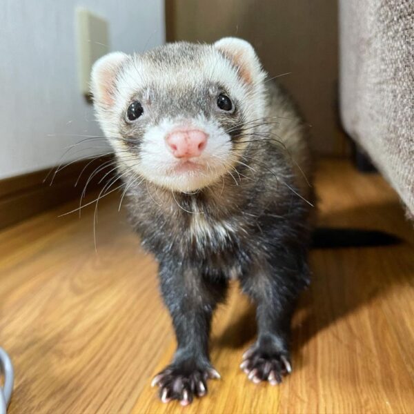 Buy Ferrets Online USA Buy Ferrets Online USA