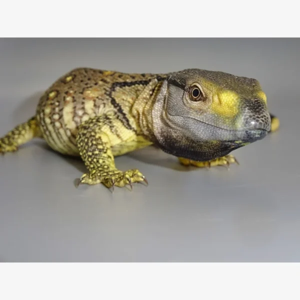 Buy Black Throat Monitors Online Buy Black Throat Monitors Online