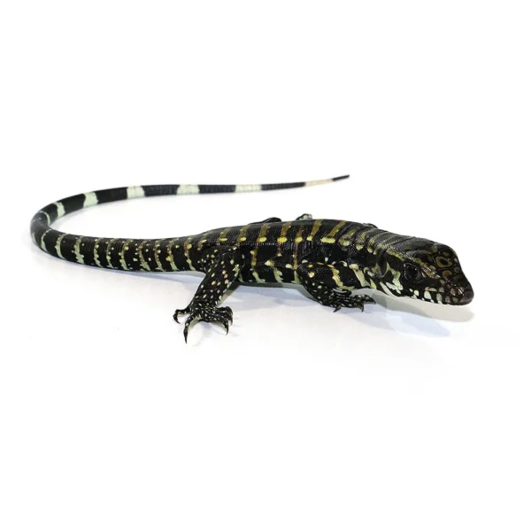 Buy Tegus Online USA Buy Tegus Online USA