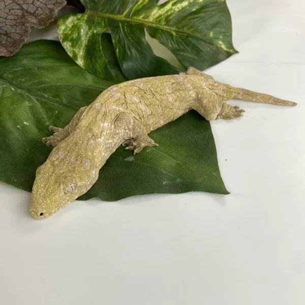 Where To Order Leachianus Gecko Online Where To Order Leachianus Gecko Online