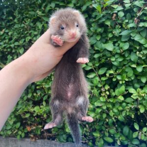Where To Purchase A Ferret