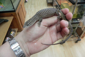 Buy Ackie Monitor Online