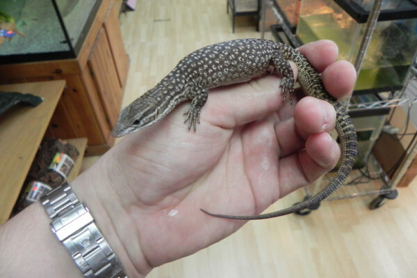 Buy Ackie Monitor Online Buy Ackie Monitor Online