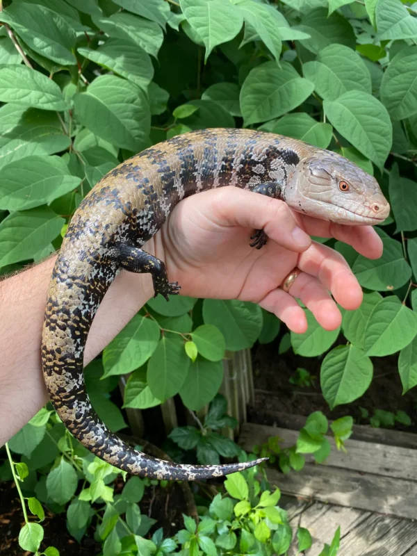 Buy Blue-Tongued Skink Online Buy Blue-Tongued Skink Online