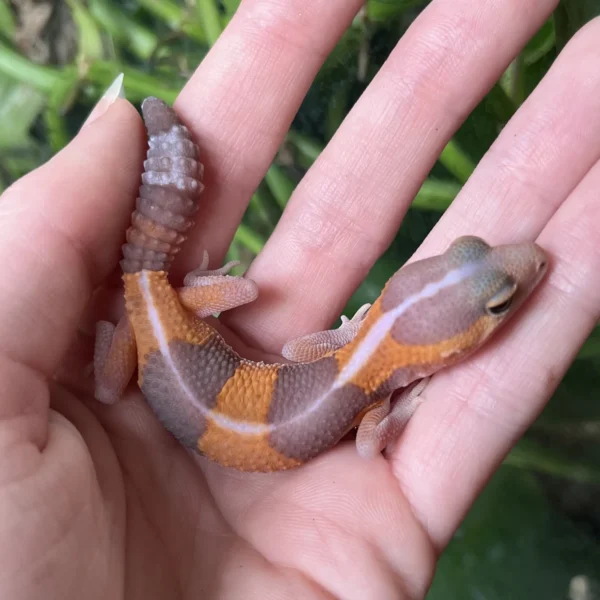 Baby Albino African Fat-Tail Gecko For Sale Baby Albino African Fat-Tail Gecko For Sale