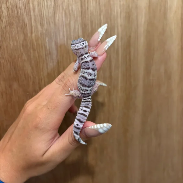 Buy Leopard Geckos For Sale Buy Leopard Geckos For Sale