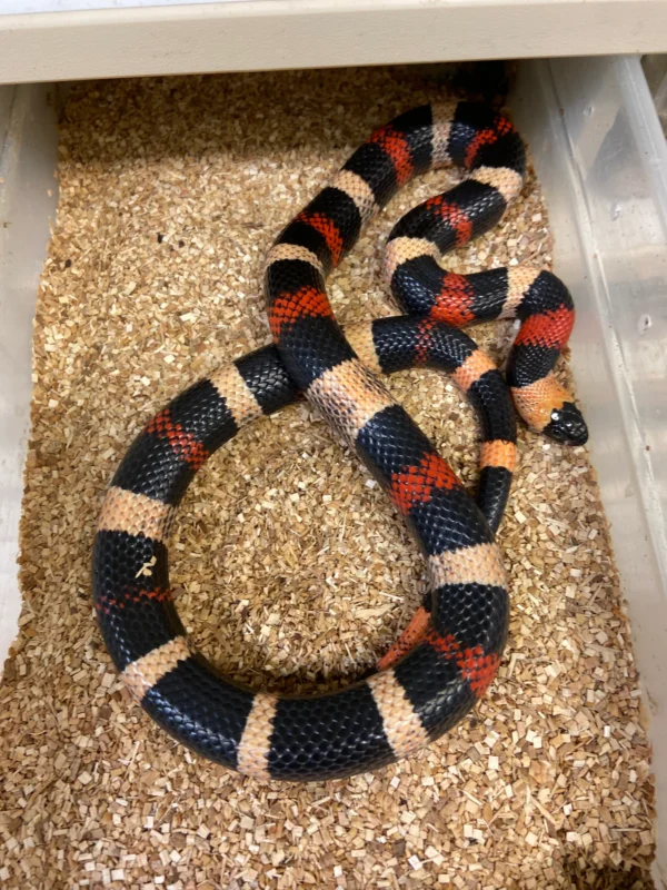 Buy Milk Snake Near Me Buy Milk Snake Near Me