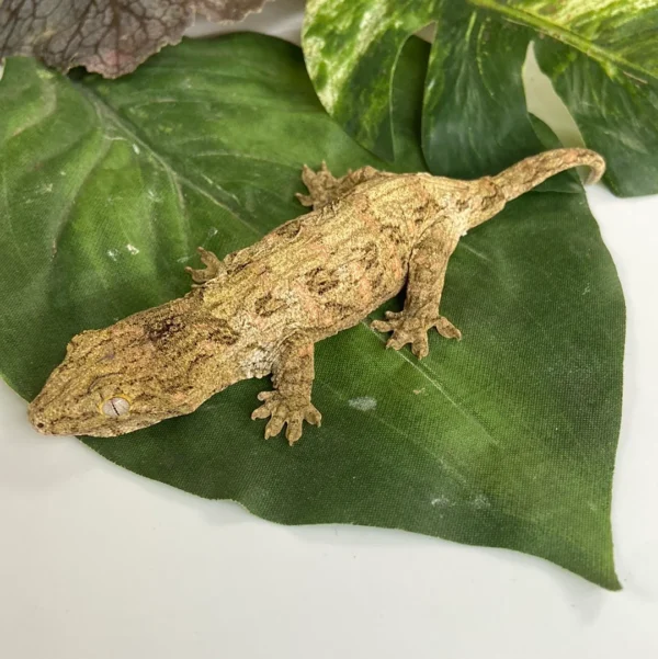 Leachianus Gecko For Sale Leachianus Gecko For Sale