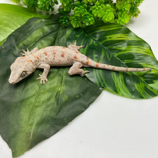 FullSizeRender_156b368c-3fbf-44b2-bf27-6b6fbbc3473c Banded Orange Blotch Reticulated Gargoyle Gecko