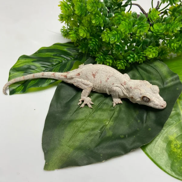 FullSizeRender_18702b90-8114-4a2f-8c03-2818cda11f5c Orange Blotched Reticulated Gargoyle Gecko