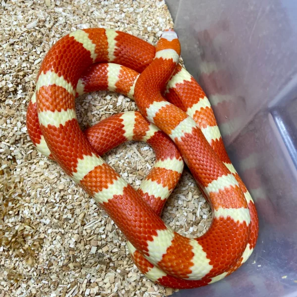 Buy Milksnake Online USA Buy Milksnake Online USA