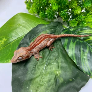 Red/Orange Super Stripe Gargoyle Gecko