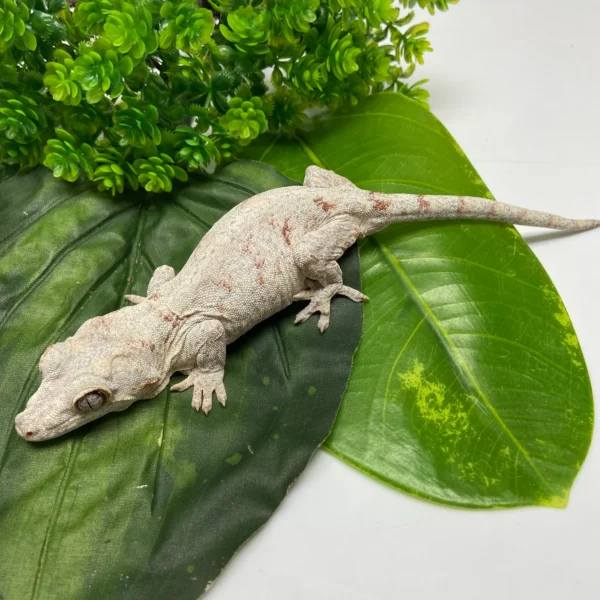 FullSizeRender_88df9f64-125d-4279-ab09-bc3b5d3cee3a Orange Blotched Reticulated Gargoyle Gecko