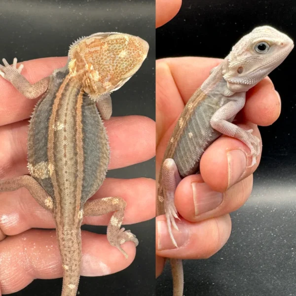 Dragon Bearded Lizard for Sale Dragon Bearded Lizard for Sale