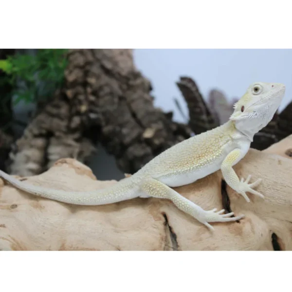 Bearded Dragon Female for Sale Bearded Dragon Female for Sale
