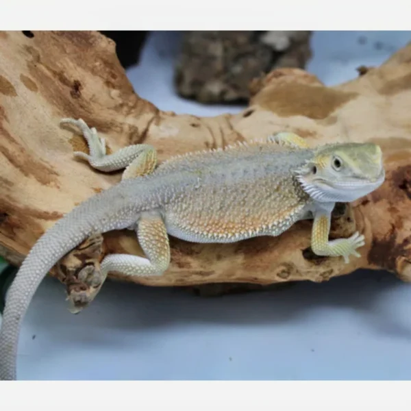 Where To Buy Bearded Dragons Online Where To Buy Bearded Dragons Online