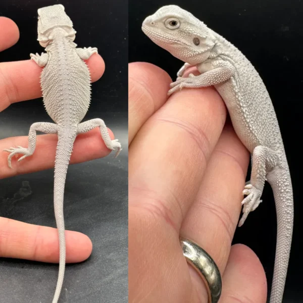 Best Place To Buy Bearded Dragons Online Best Place To Buy Bearded Dragons Online