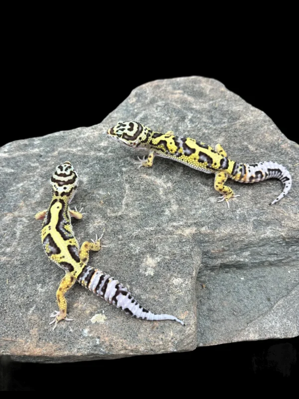 Buy Leopard Geckos online usa Buy Leopard Geckos online usa