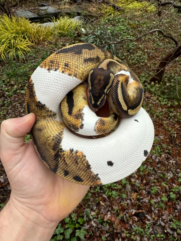 Buy Ball Python For Sale Buy Ball Python For Sale