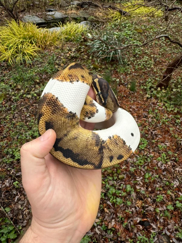 Buy Ball Python For Sale Buy Ball Python For Sale
