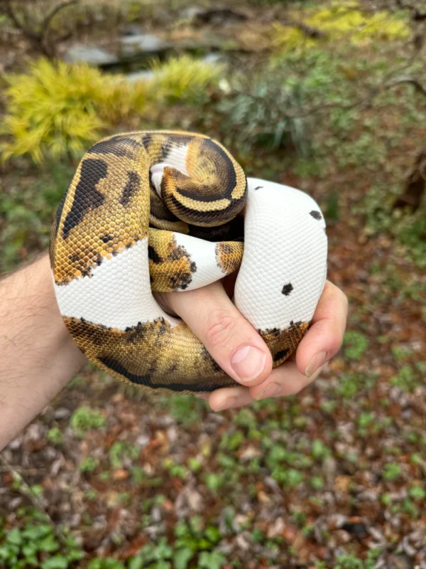 Buy Ball Python For Sale Buy Ball Python For Sale