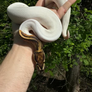 Ball Python For Sale USA