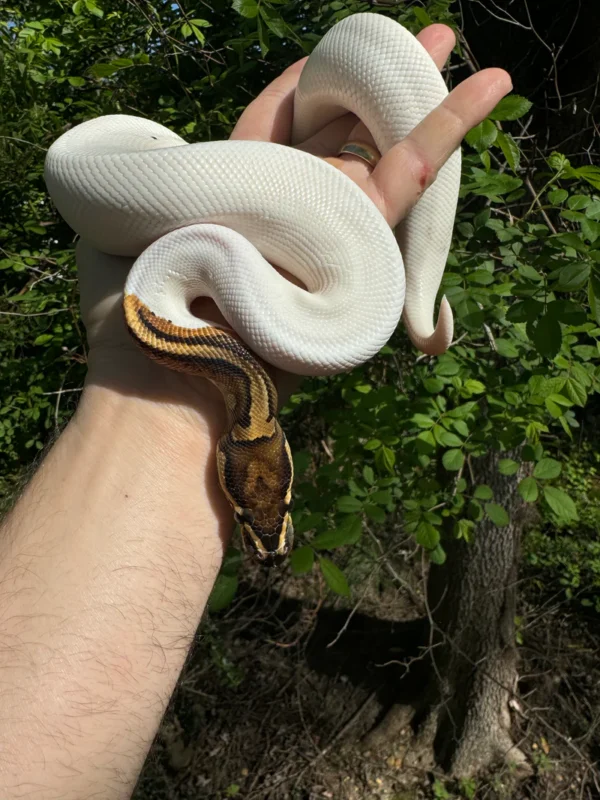 Ball Python For Sale USA Ball Python For Sale USA