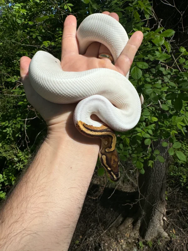 Ball Python For Sale USA Ball Python For Sale USA
