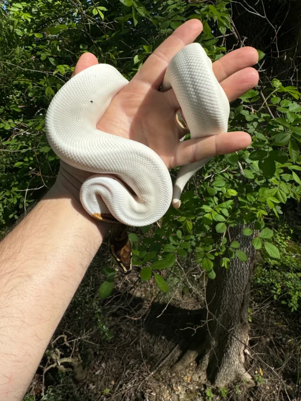 Ball Python For Sale USA Ball Python For Sale USA
