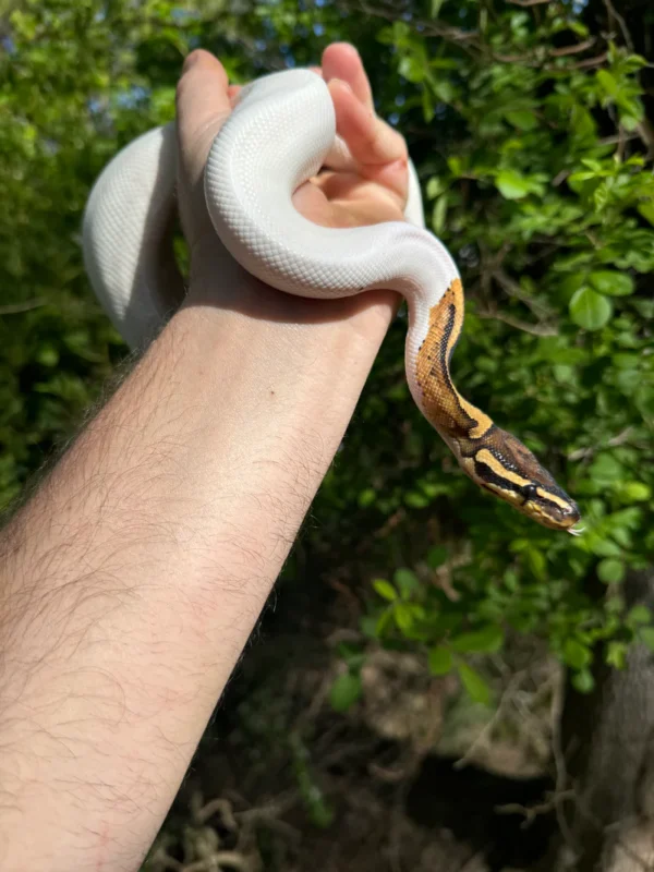 Ball Python For Sale USA Ball Python For Sale USA