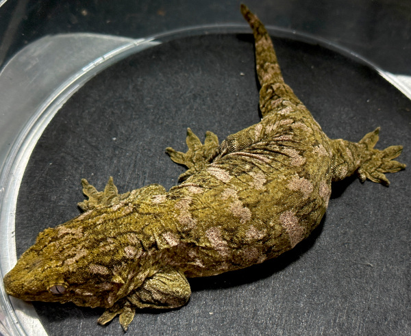 Buy Leachianus Geckos Online Buy Leachianus Geckos Online