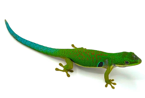 Buy Peacock Day Gecko Online Now Buy Peacock Day Gecko Online Now