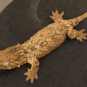 Leachianus Geckos for sale